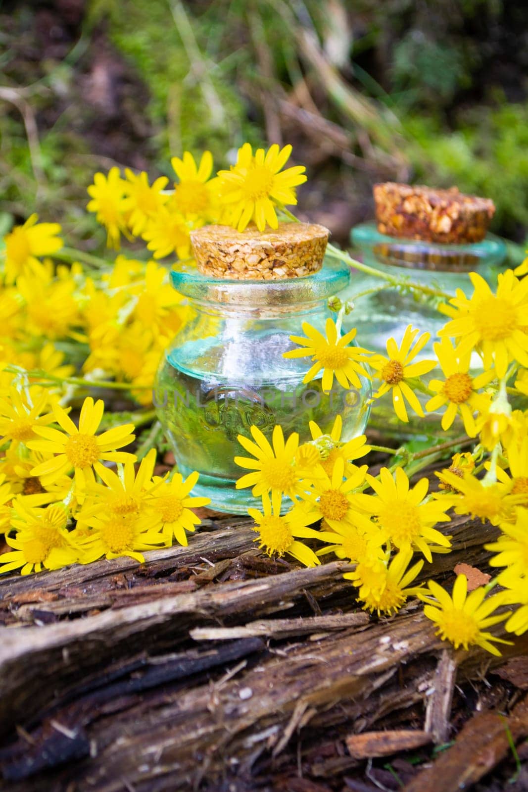 Essence of jacobaea flowers on organic garden in beautiful glass bottle. Vertical image