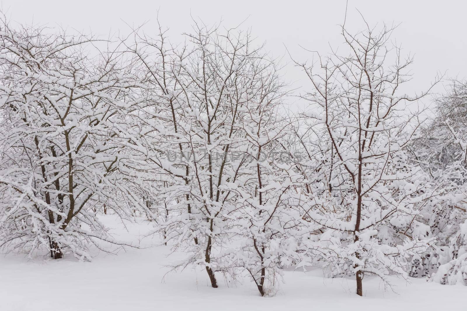 Winter forest with snowed trees.