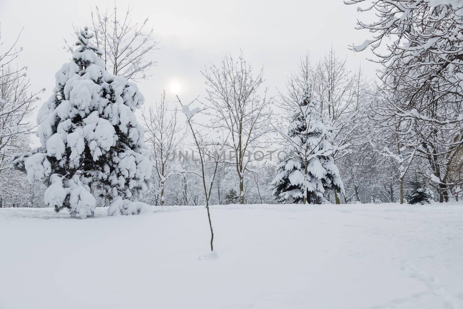 Snow covered Christmas forest. Snow covered spruce trees in cloudy day