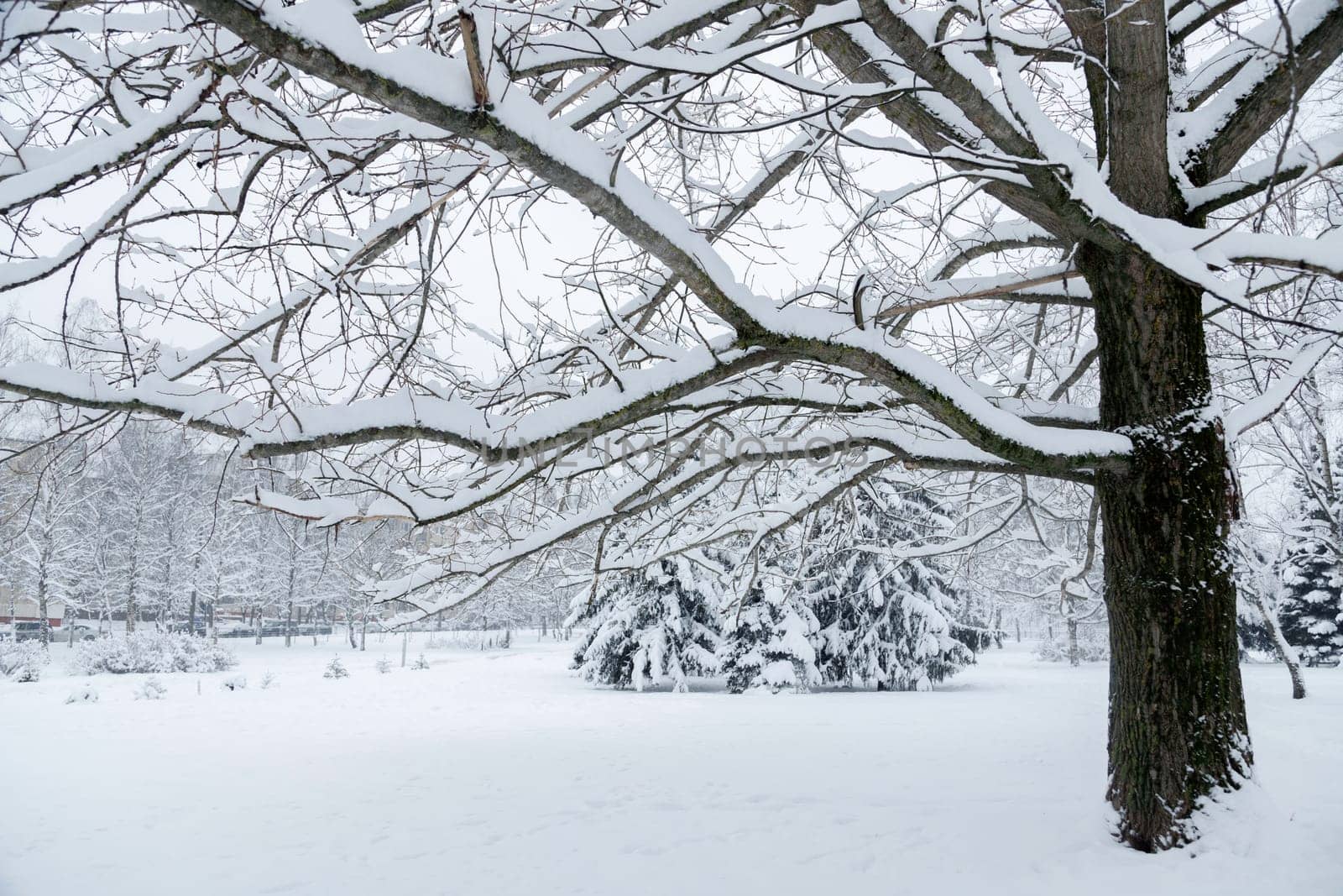 Winter in city park, snowed trees