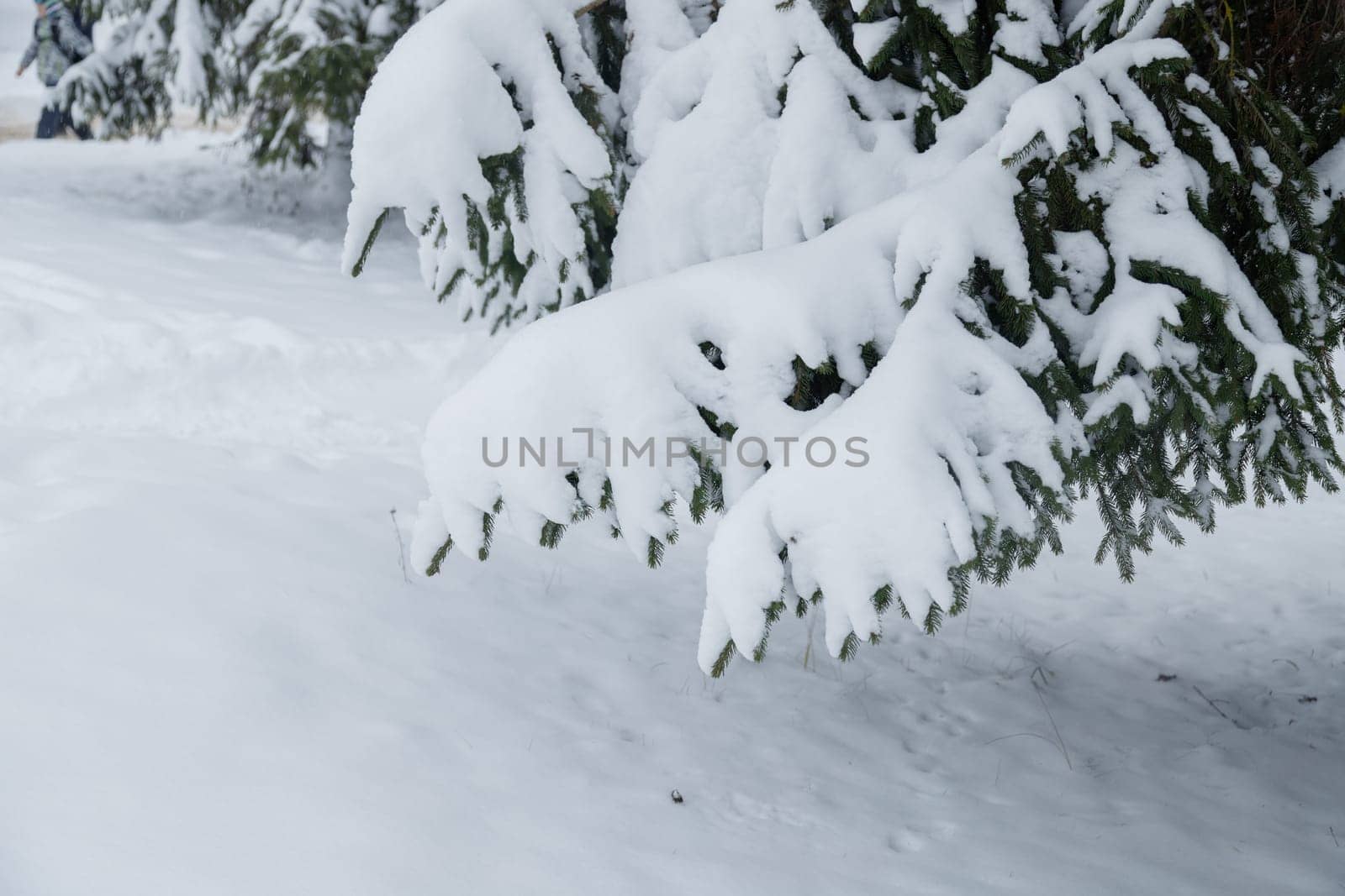 Snowy fir trees and branches in winter forest.
