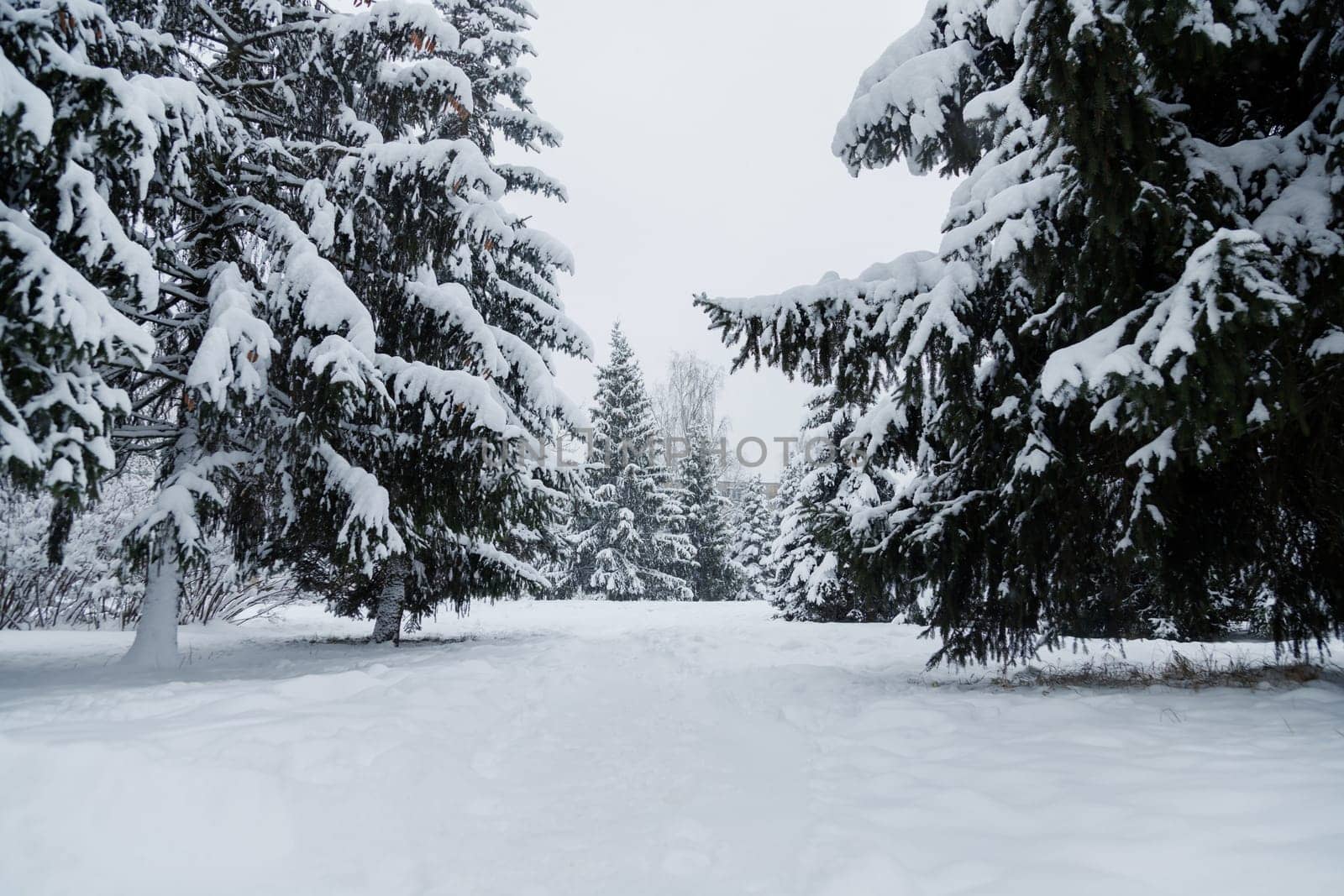 Snow covered Christmas forest. Snow covered spruce trees in cloudy day