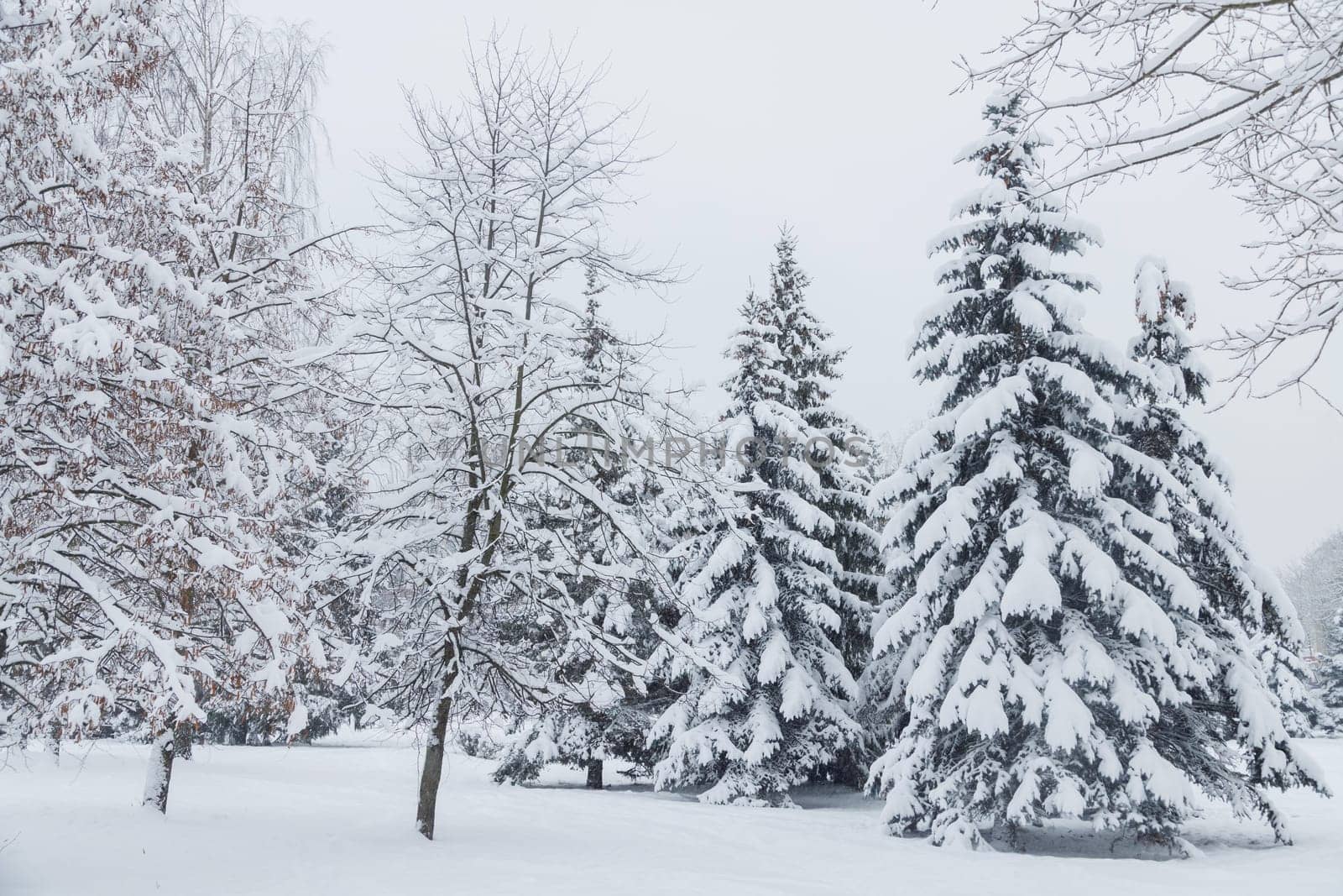 Winter landscape with trees covered with snow.