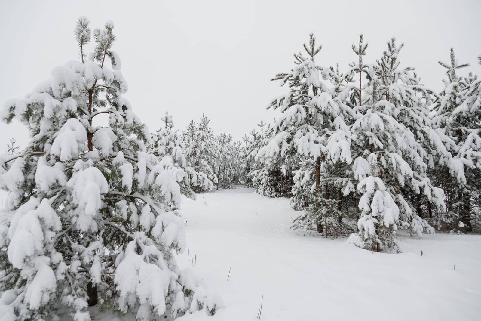 Trees covered with hoarfrost and snow in forest