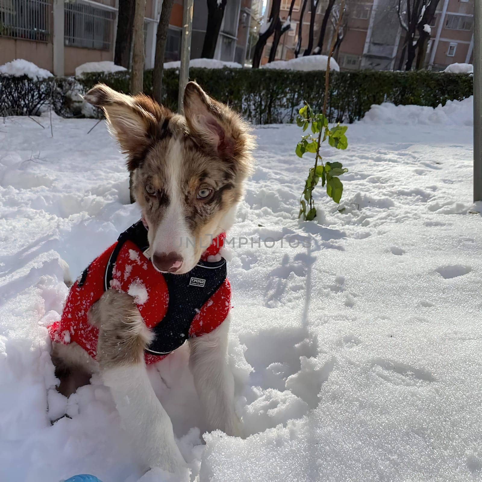 the great historic filomena  snowfall in Madrid