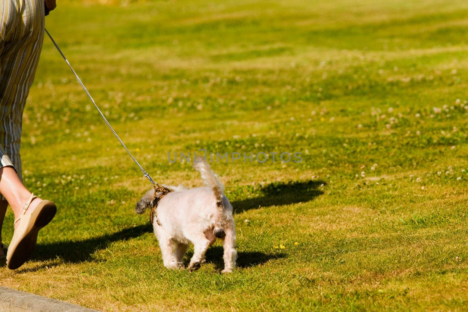 Low section view of a woman walking with her dog in a lawn