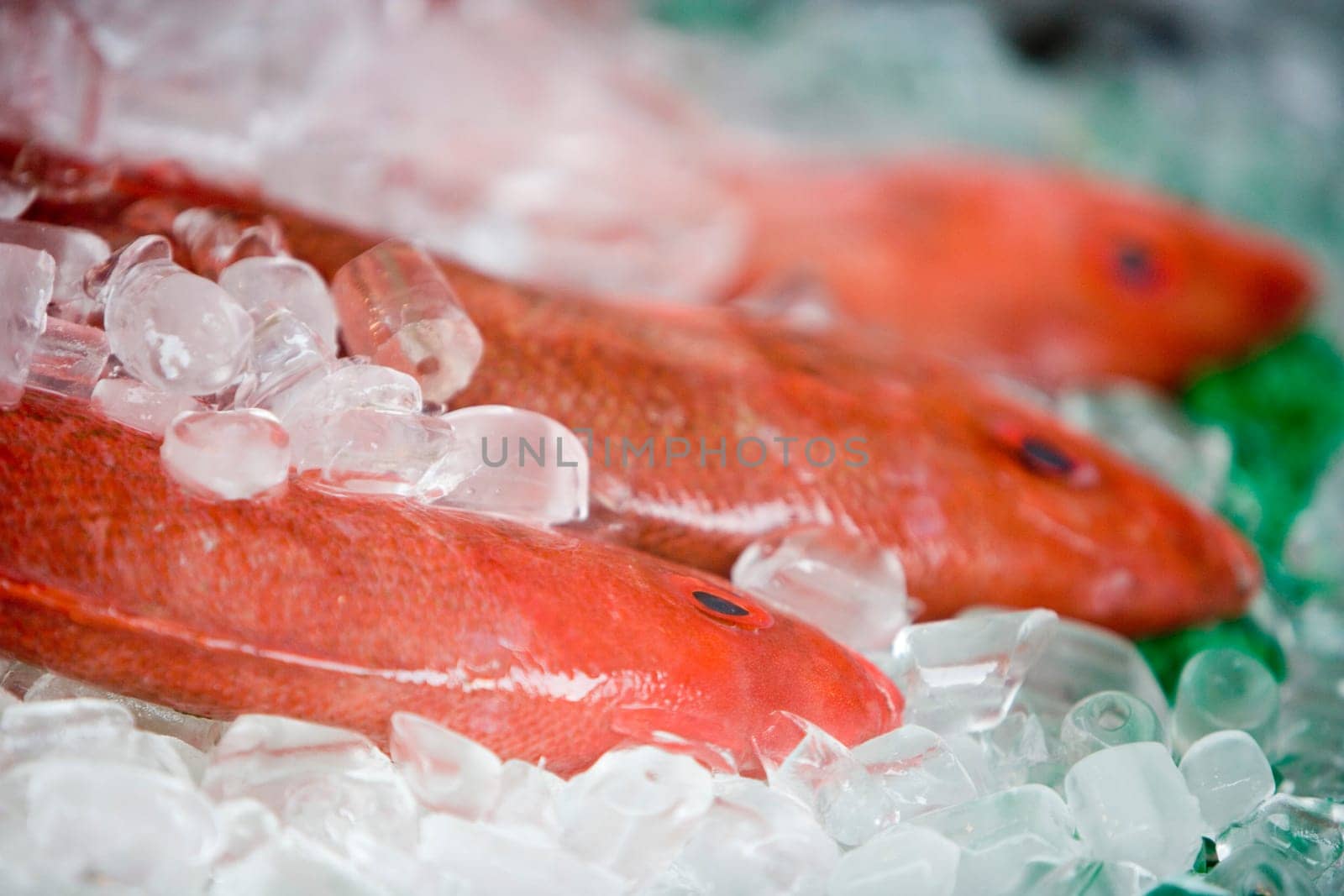Close-up of three dead fish
