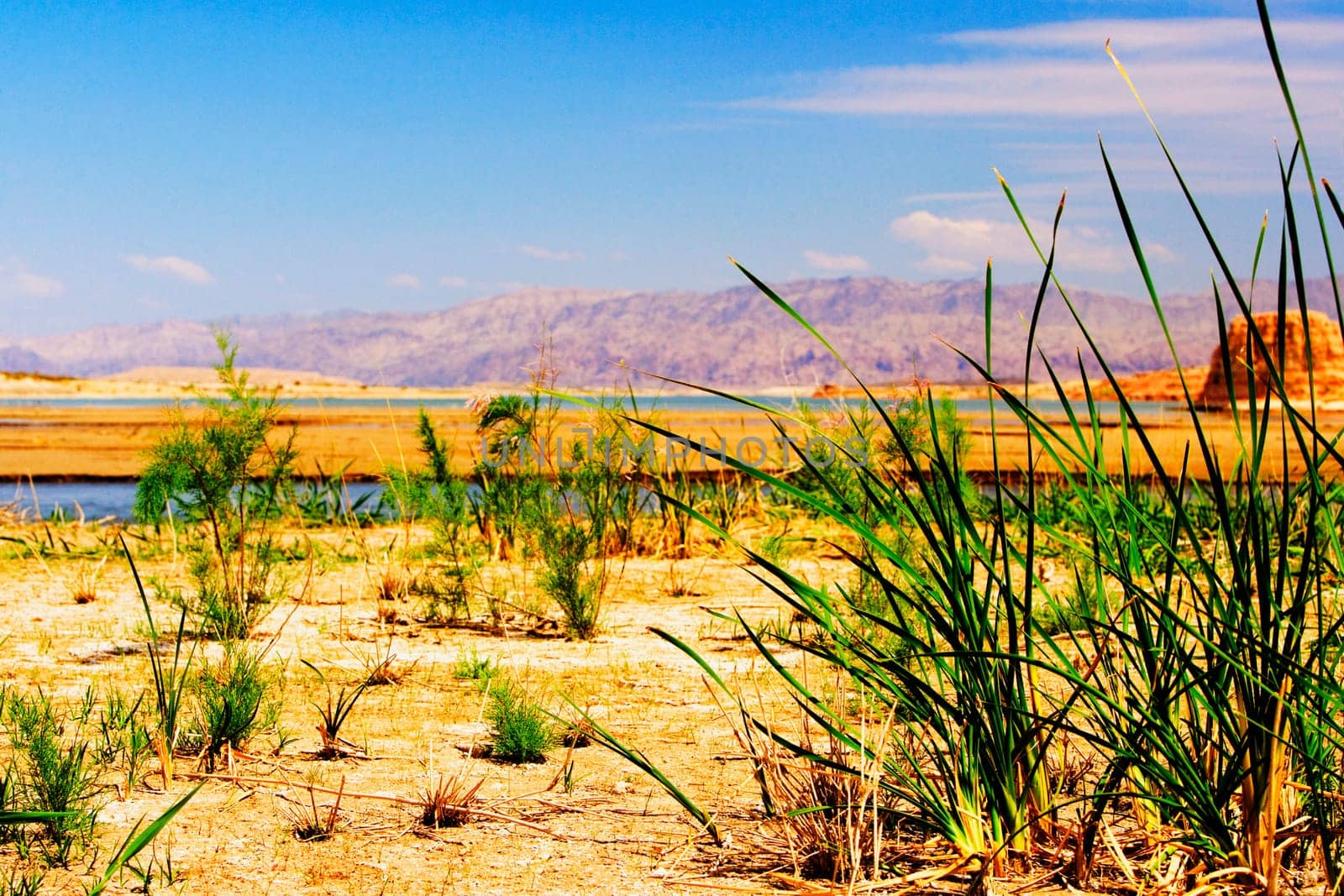 Grass on the beach, Las Vegas, Nevada, USA