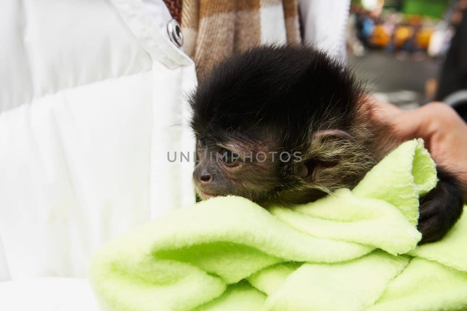 Mid section view of a person holding a monkey