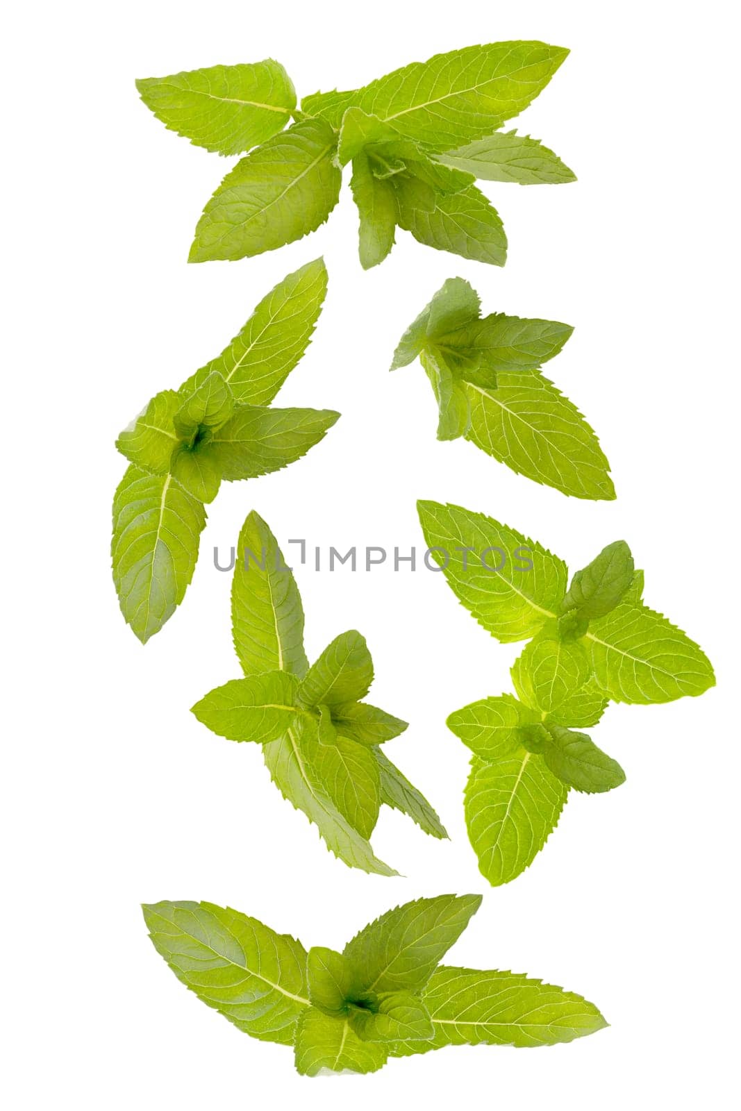 Isolated herbs. Seven tufts of peppermint leaves in the air on white with clipping path as package design element. Full depth of field. Food levitation concept.