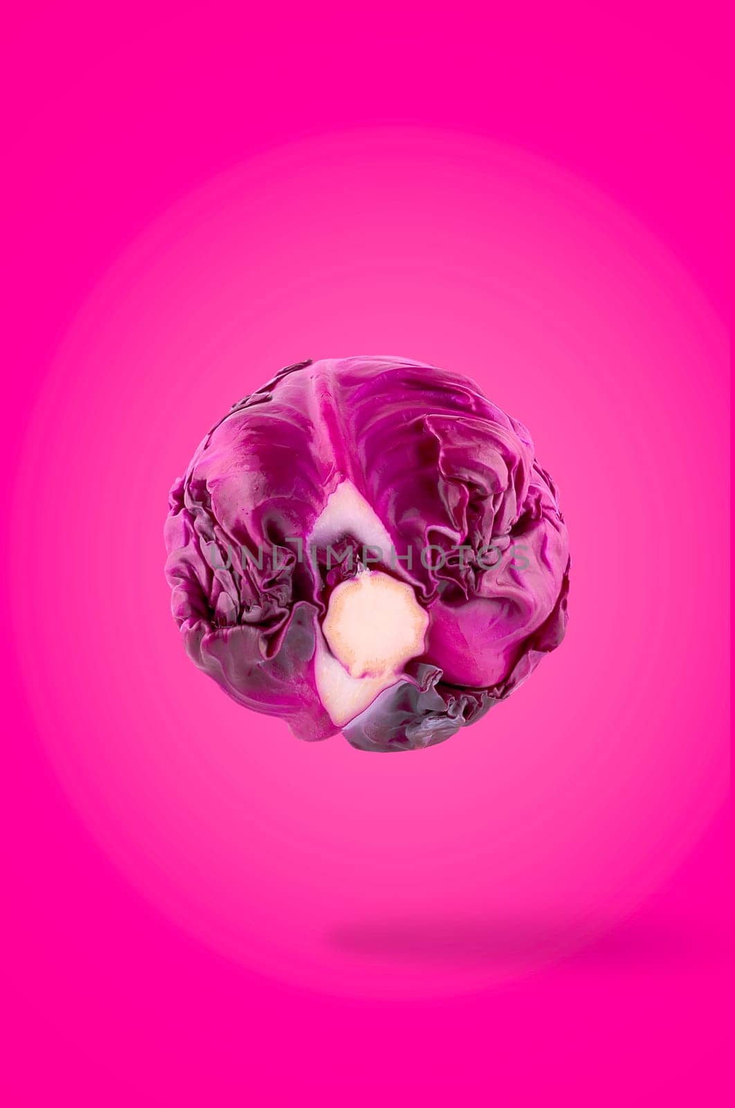 Minimal vegetables concept. One whole red cabbage on bright violet background with shadow. Design element. Full depth of field.