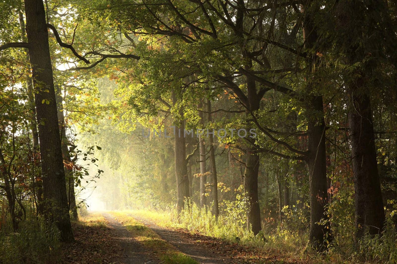 A forest path among oak trees on a misty autumn morning