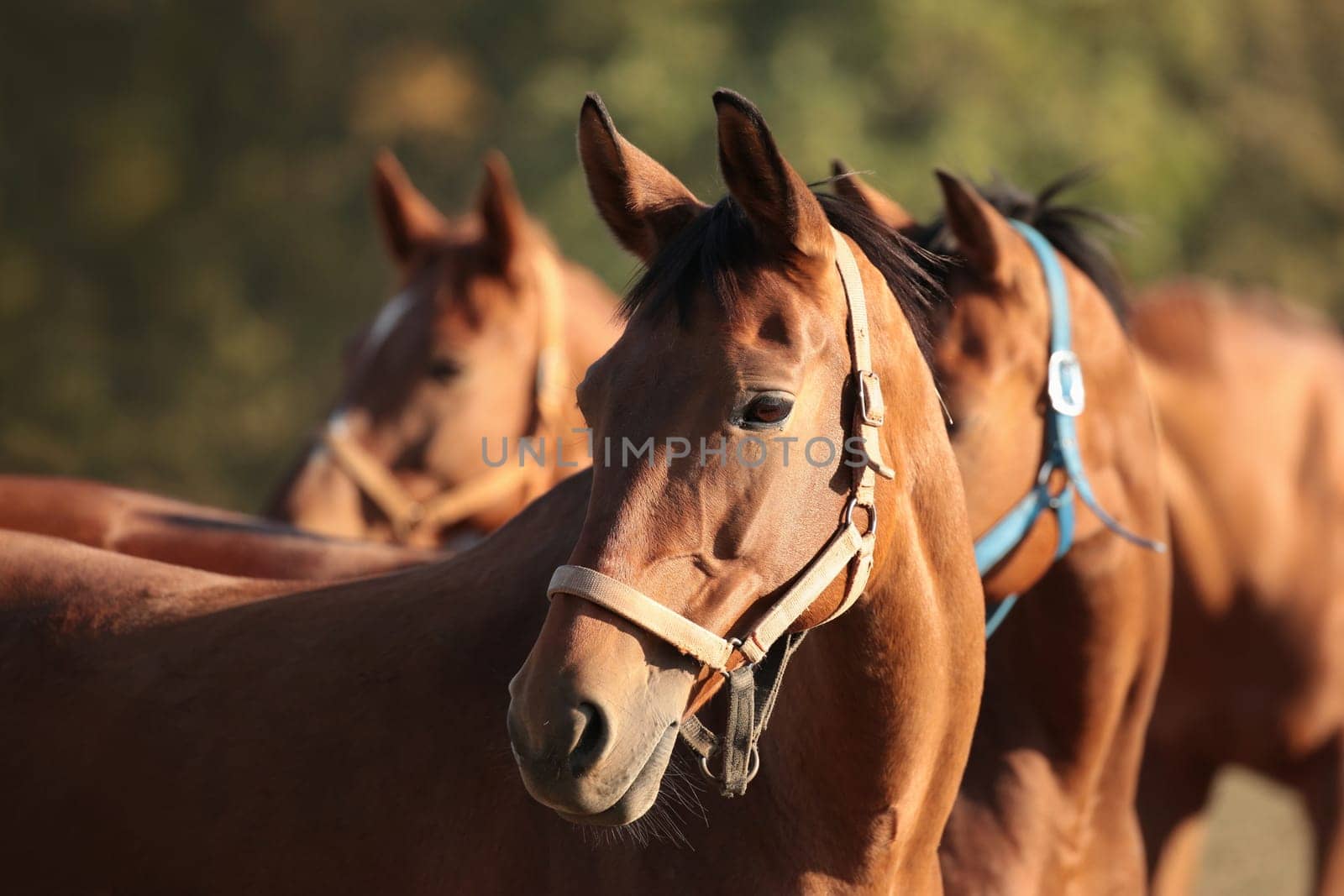 Horse on the pasture at dusk
