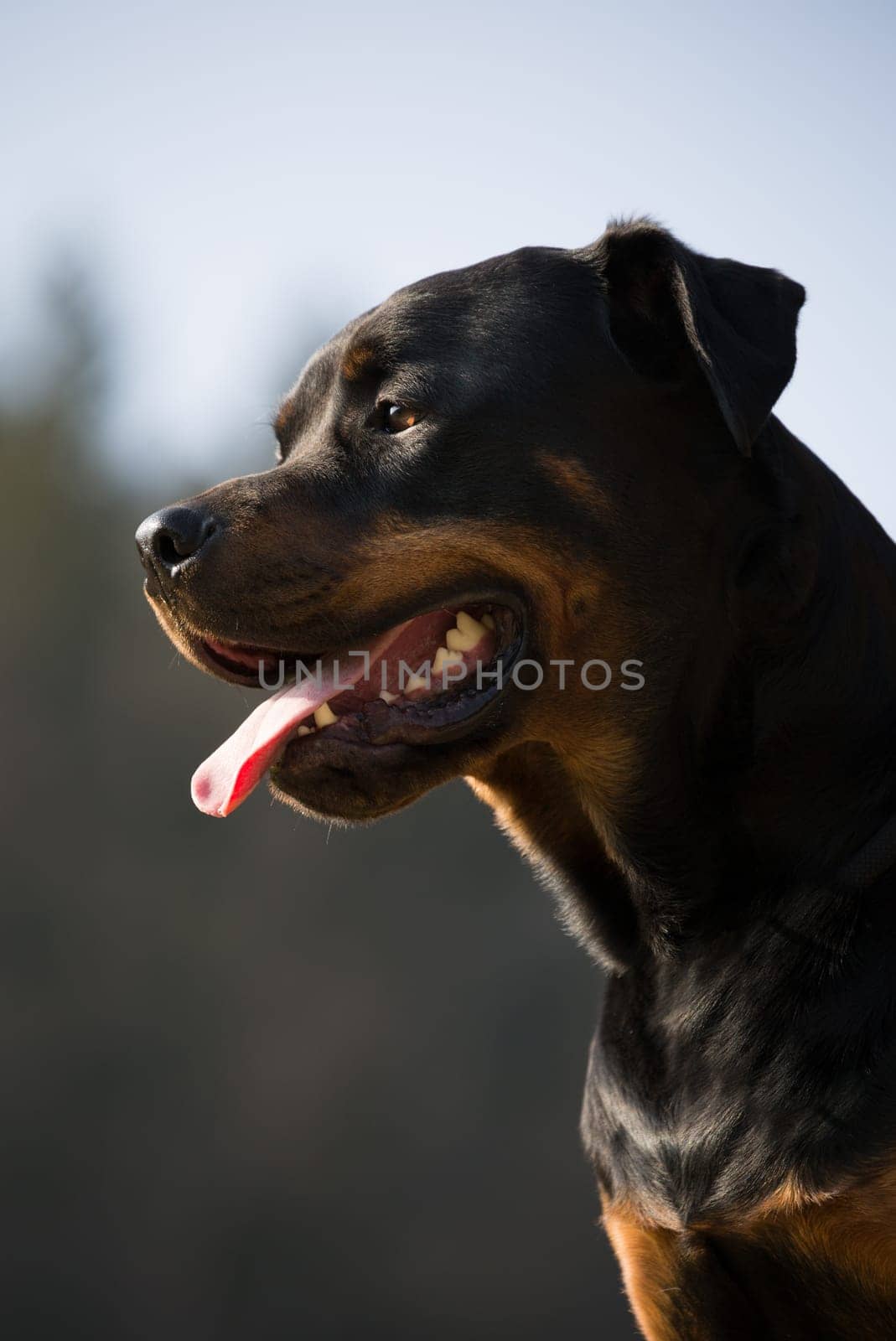Rottweiler