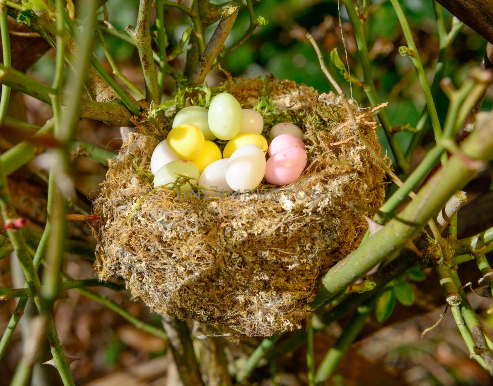 Easter eggs in a nest in the garden