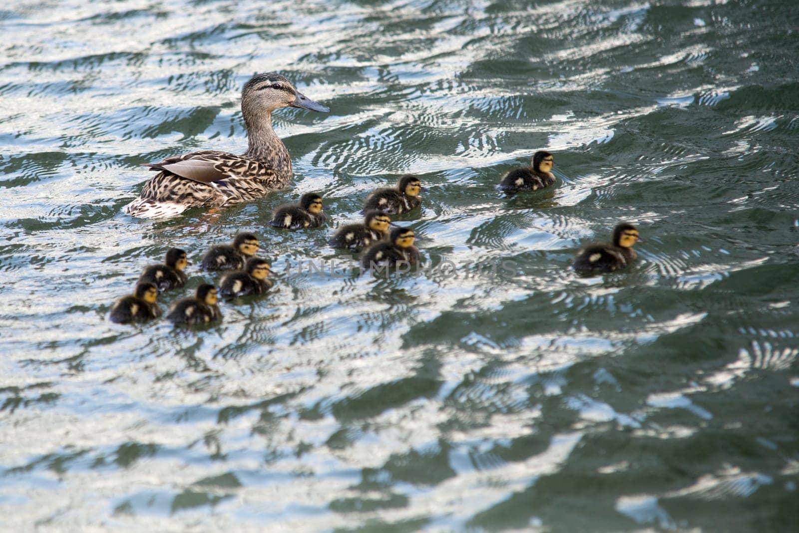 duck with ducklings swimming on lake surface