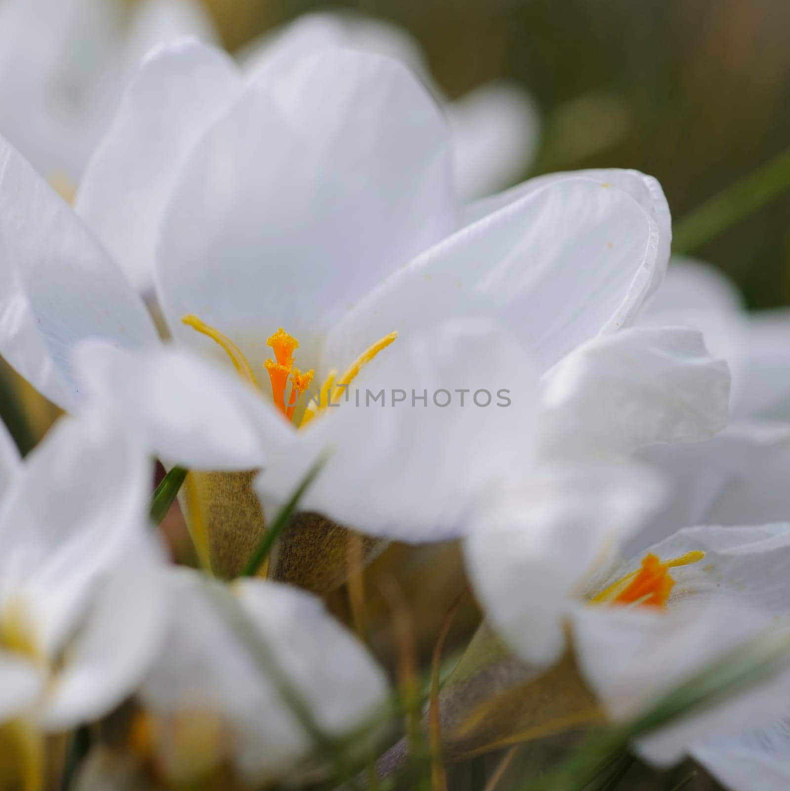 Crocuses