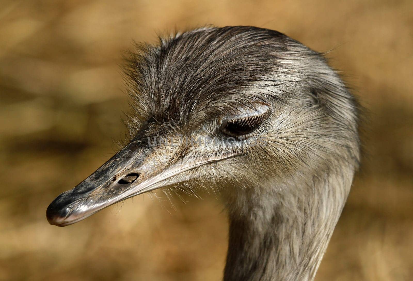 NanduPortrait
