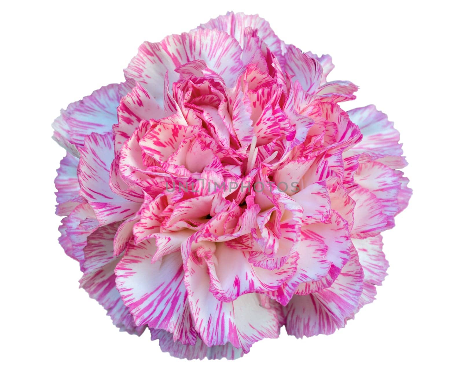 Beautiful pink carnation flower isolated on white background