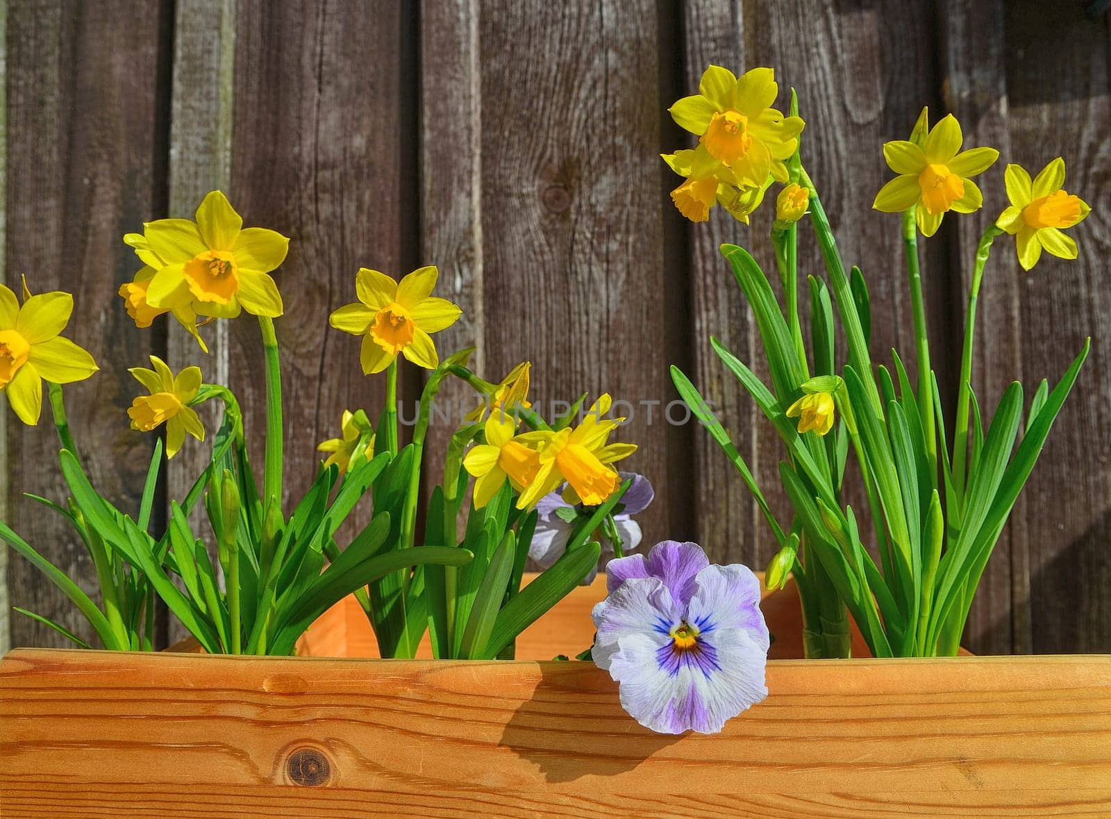 Spring flowers plant