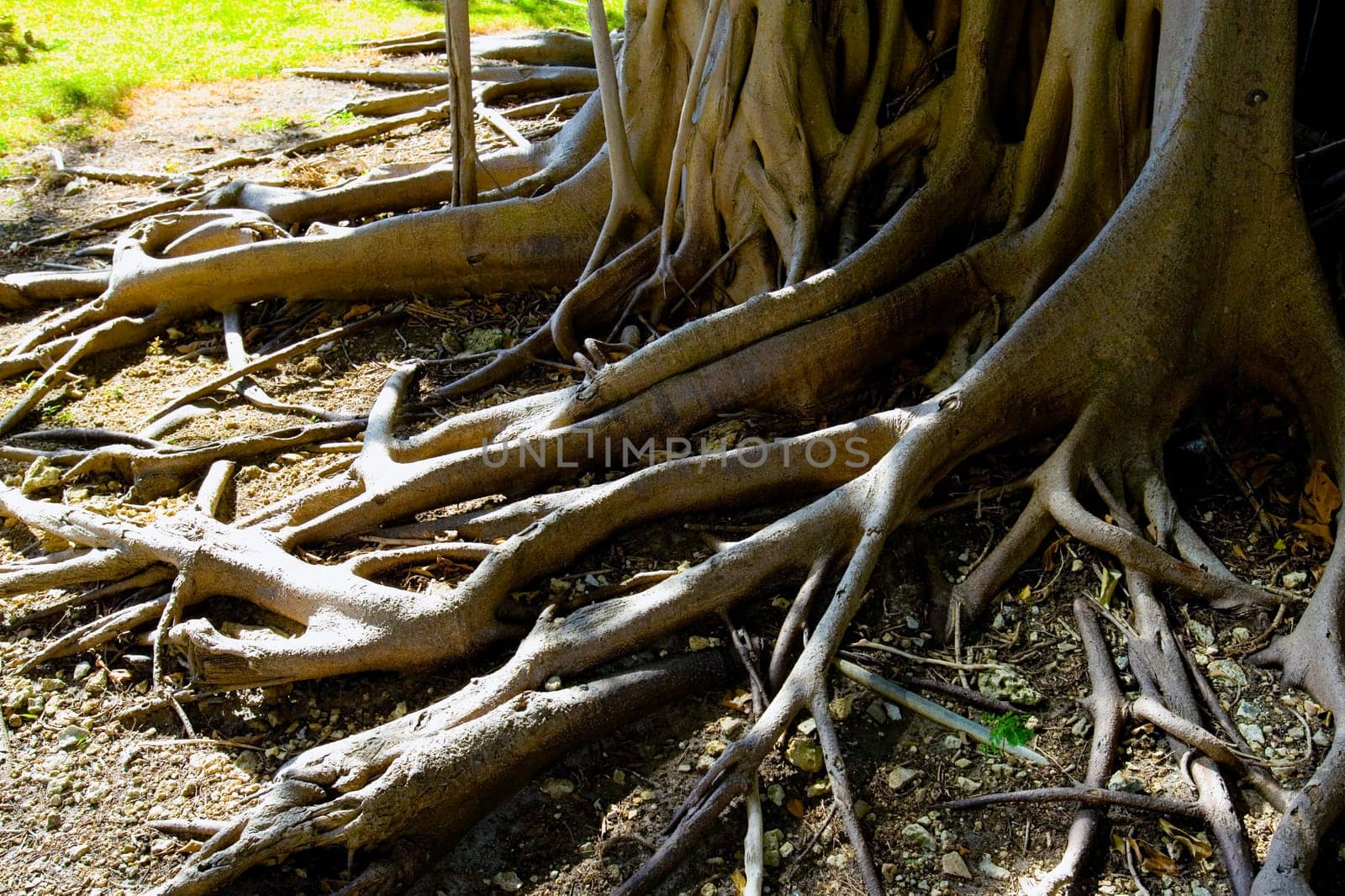 Close-up of tree roots