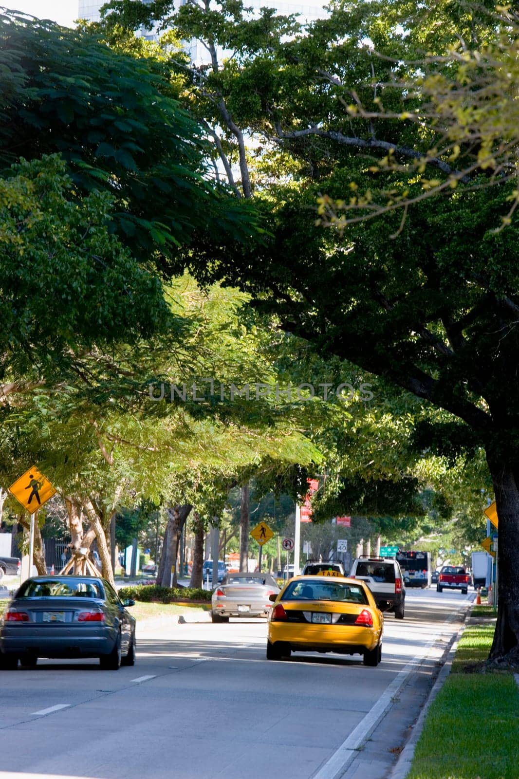 Taxi driving down tree-lined street, Miami, Florida, USA