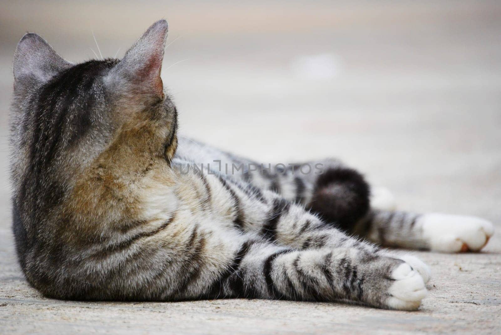 Cat laying on sidewalk