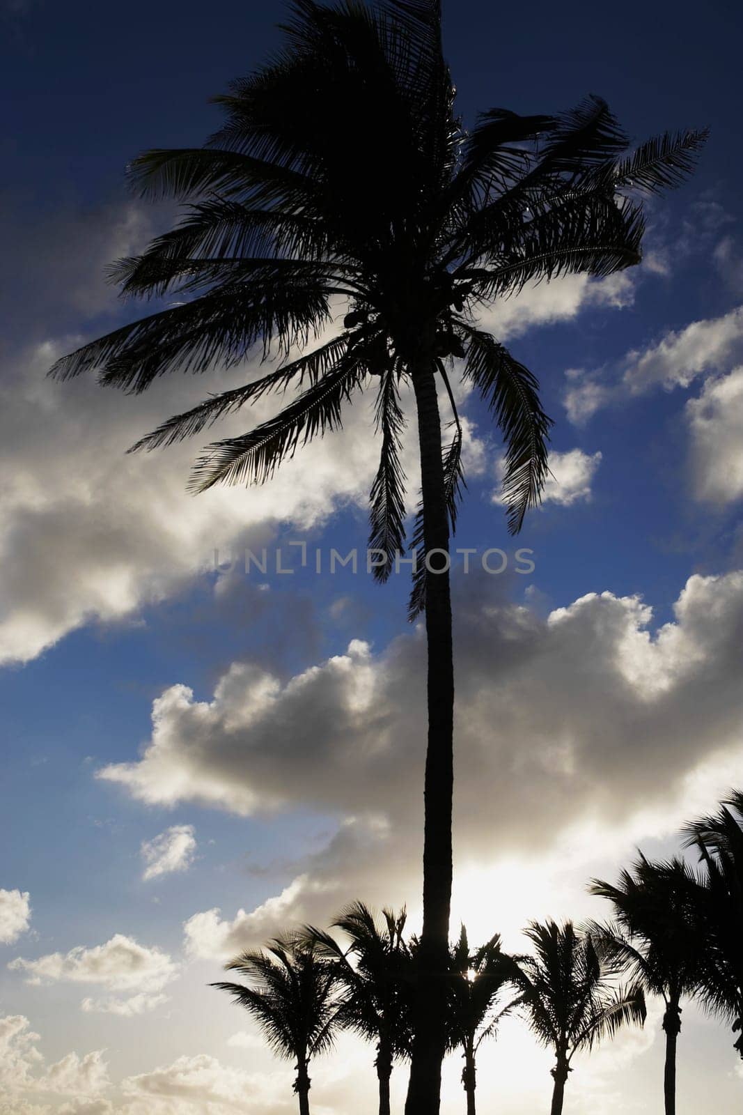 Palm trees silhouetted against sky