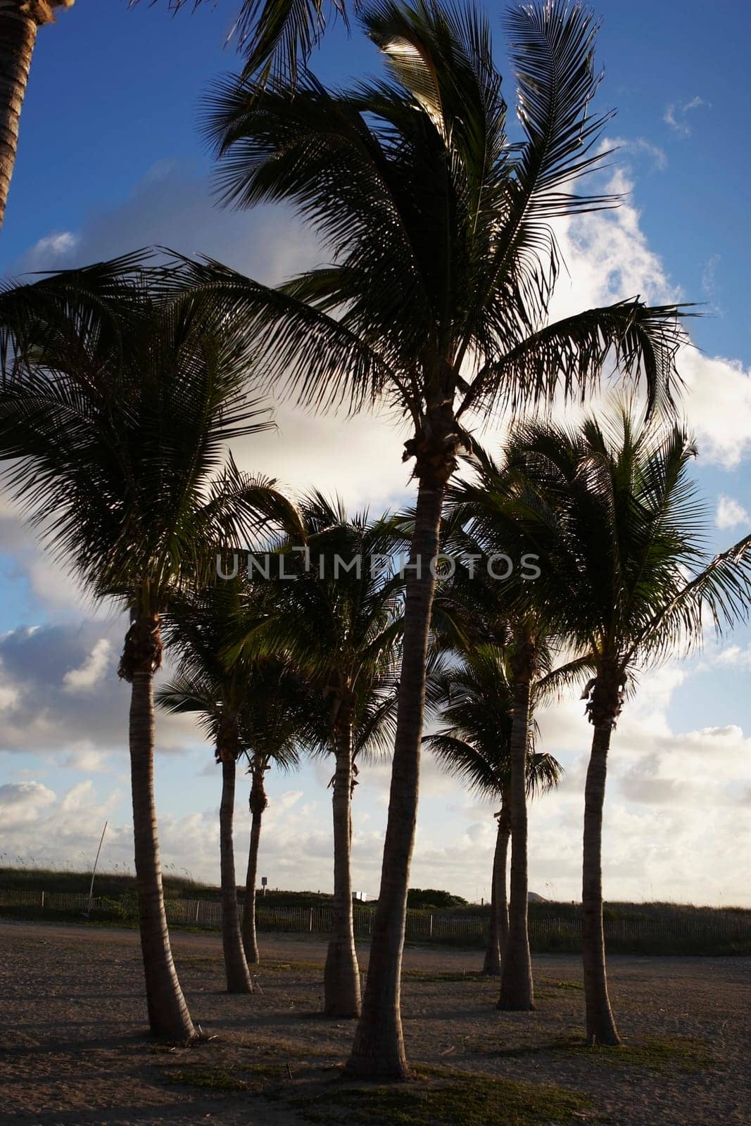 Palm trees on Miami Beach