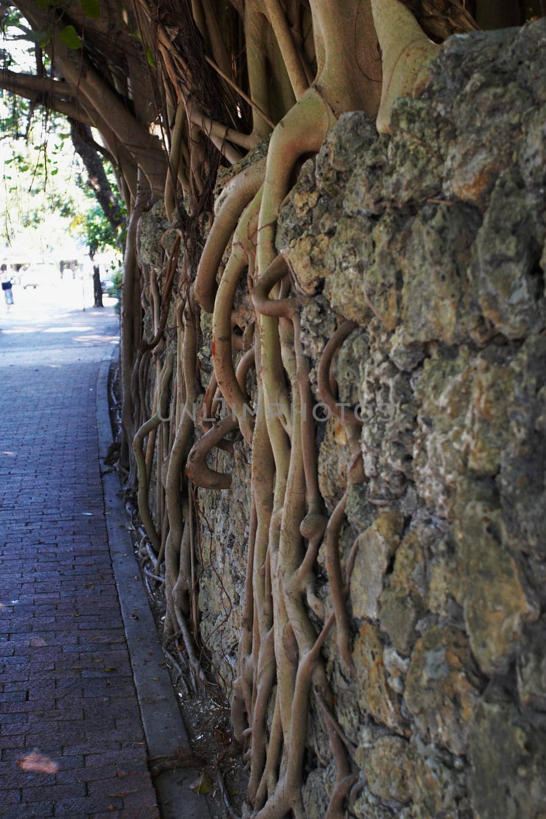 Roots growing through rocks