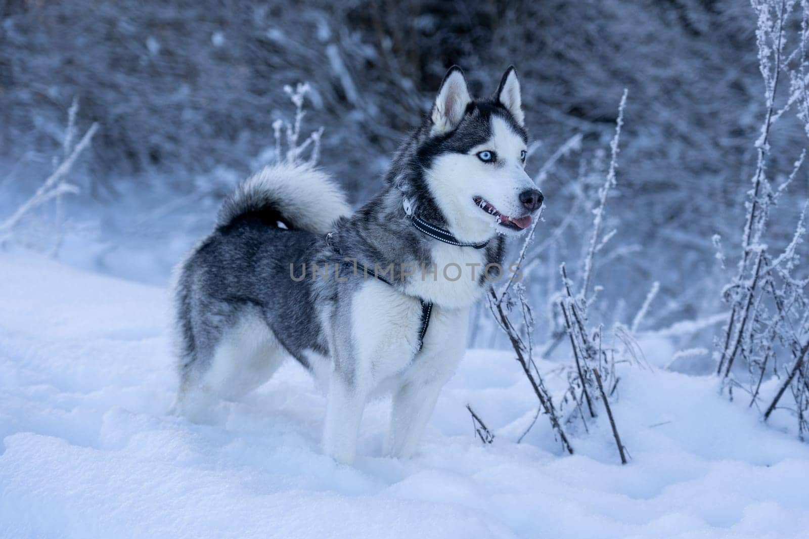 A dog breed Husky stands in the snow and looks far away