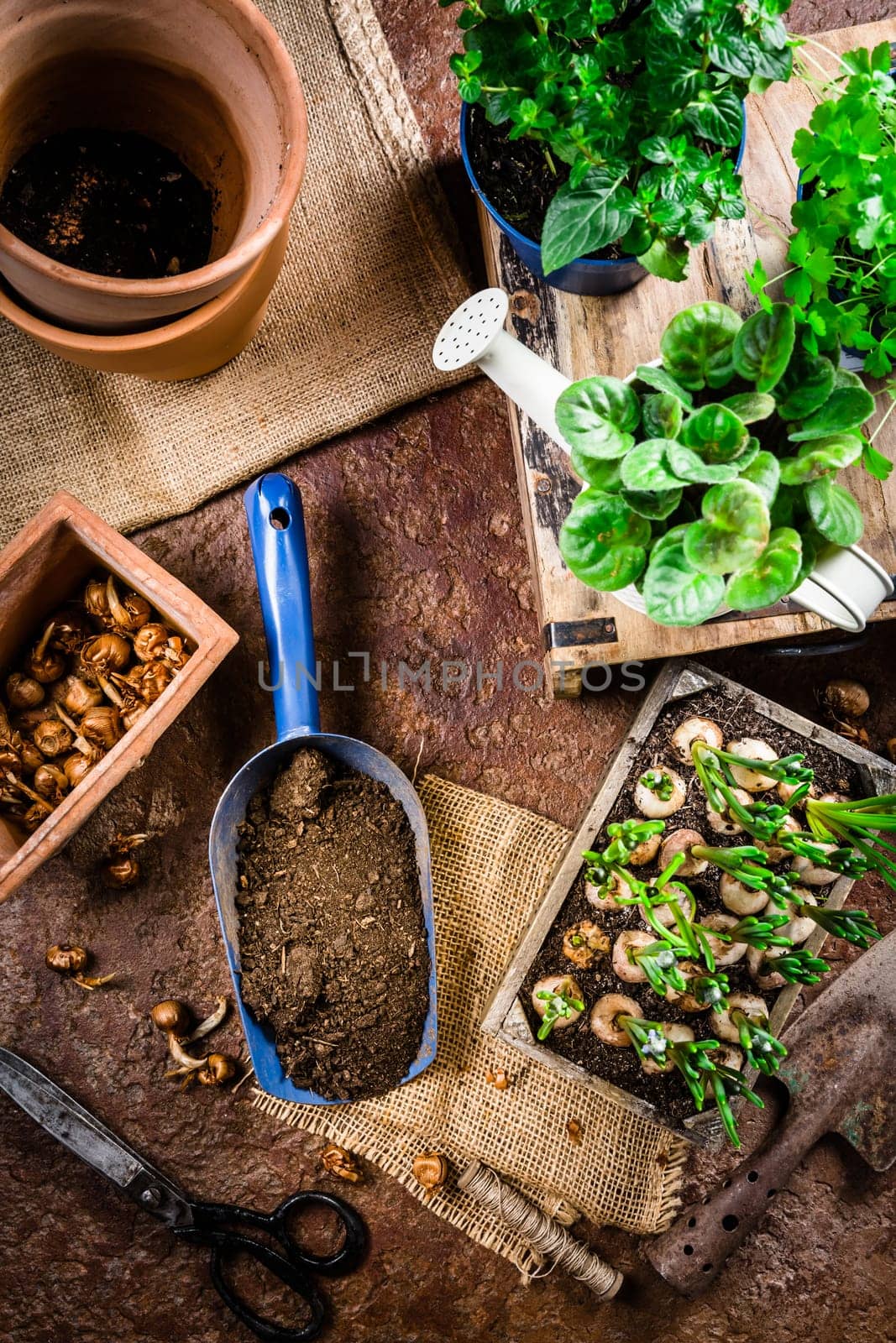 Replanting plants - herbs, flowers and plants in pots, green garden on a balcony. Urban gardening, urban, jungle and home planting