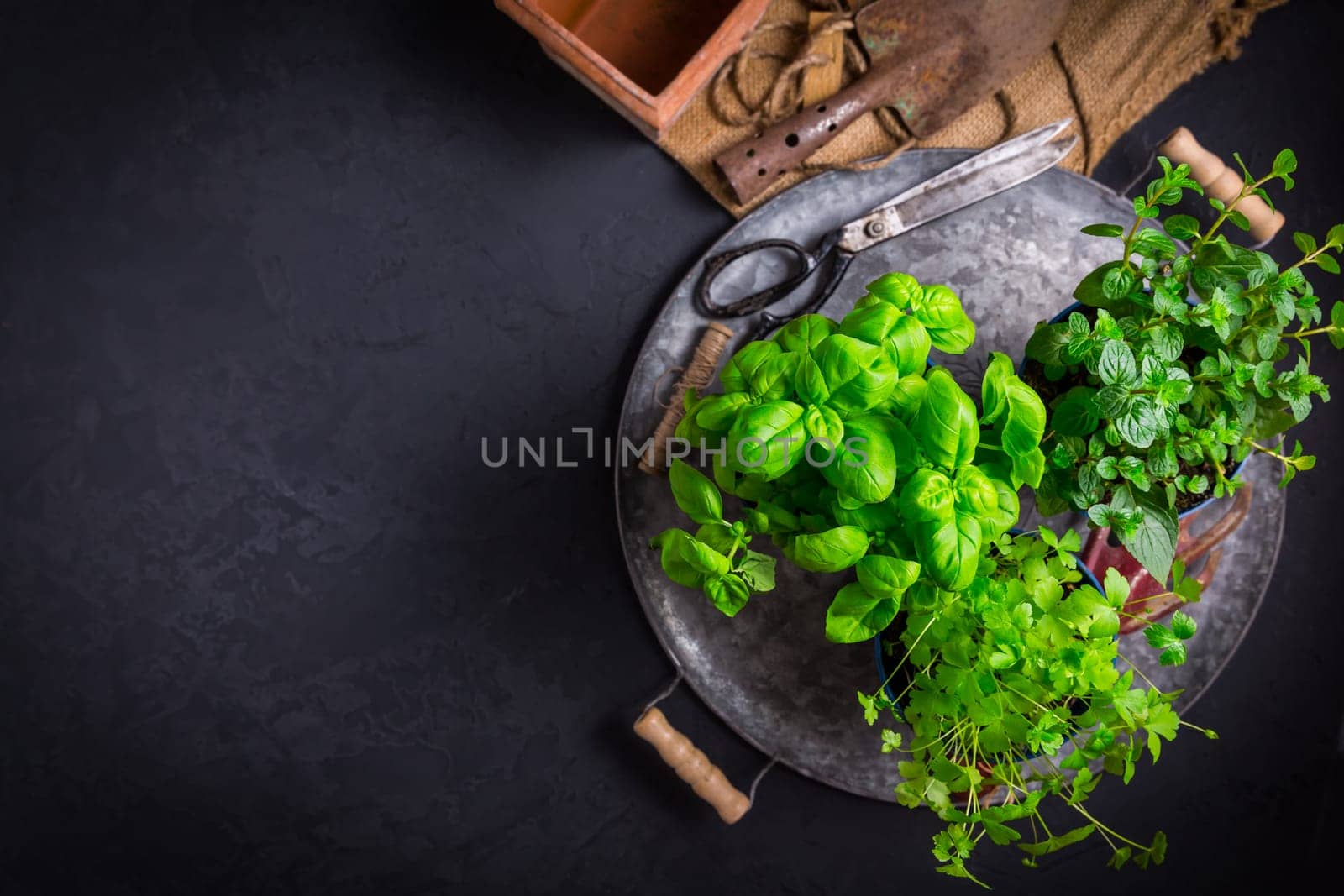 Replanting herbs - plants in pots, green garden on a balcony. Urban gardening, urban, junge and home planting with copy space