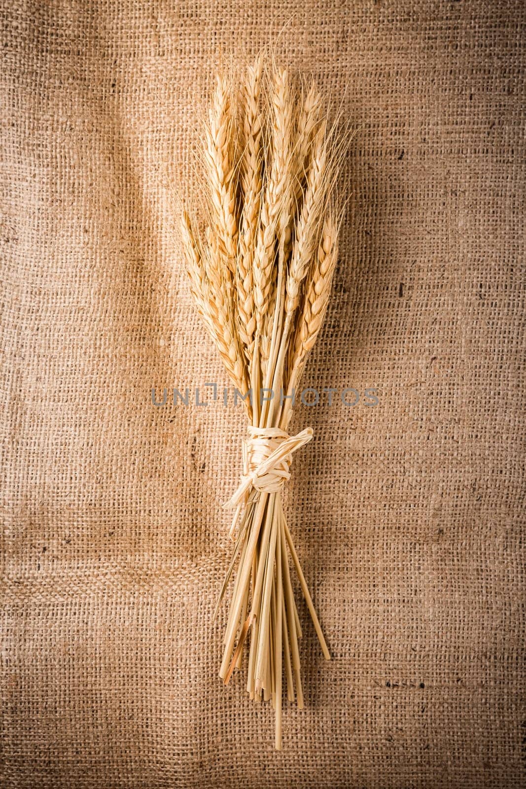 Ears of grain. Golden ears of wheat on burlap textile