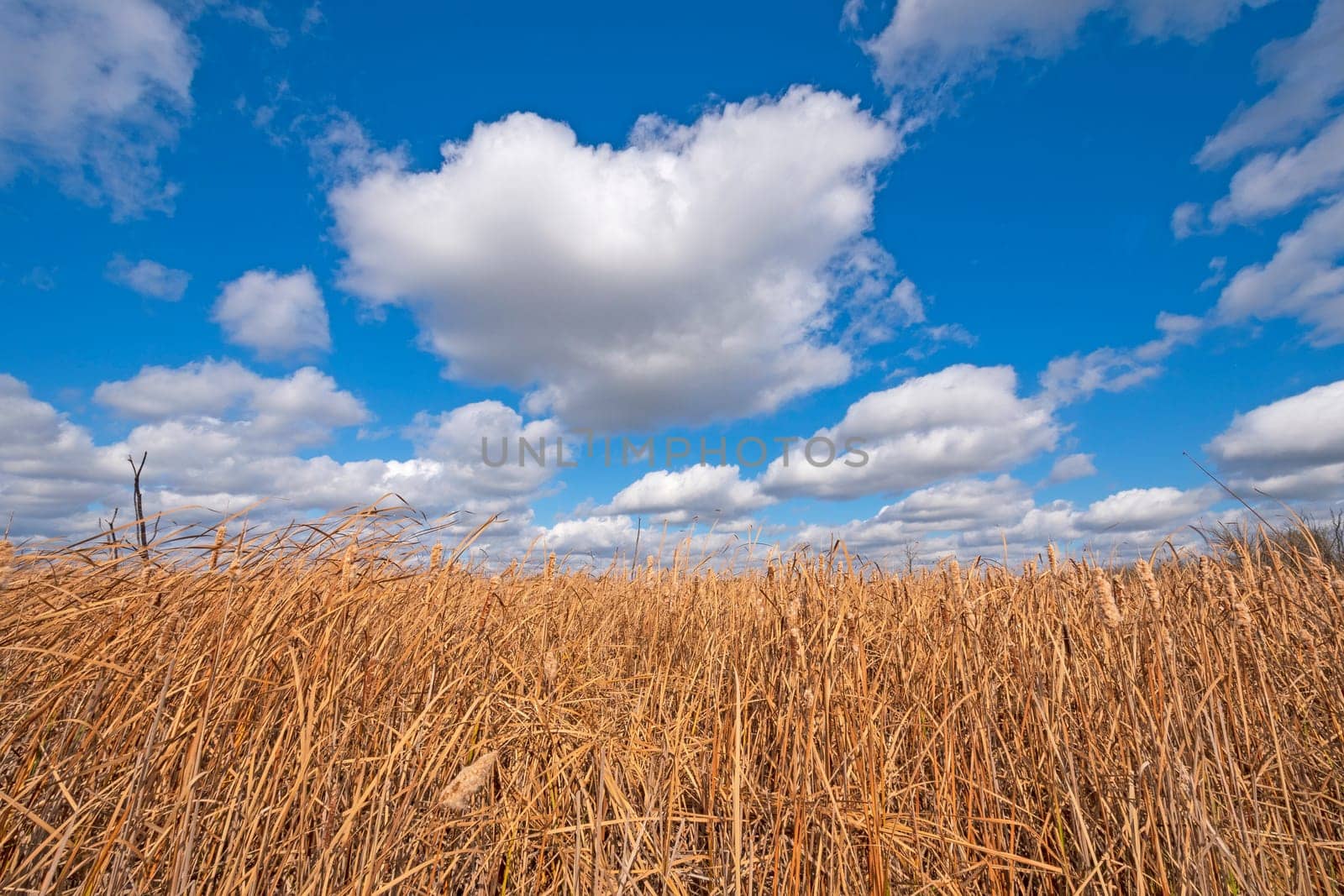 Dramatic Clouds Moving Over a Grassy Marshland in the Volo Bog State Natural Area in Illinois