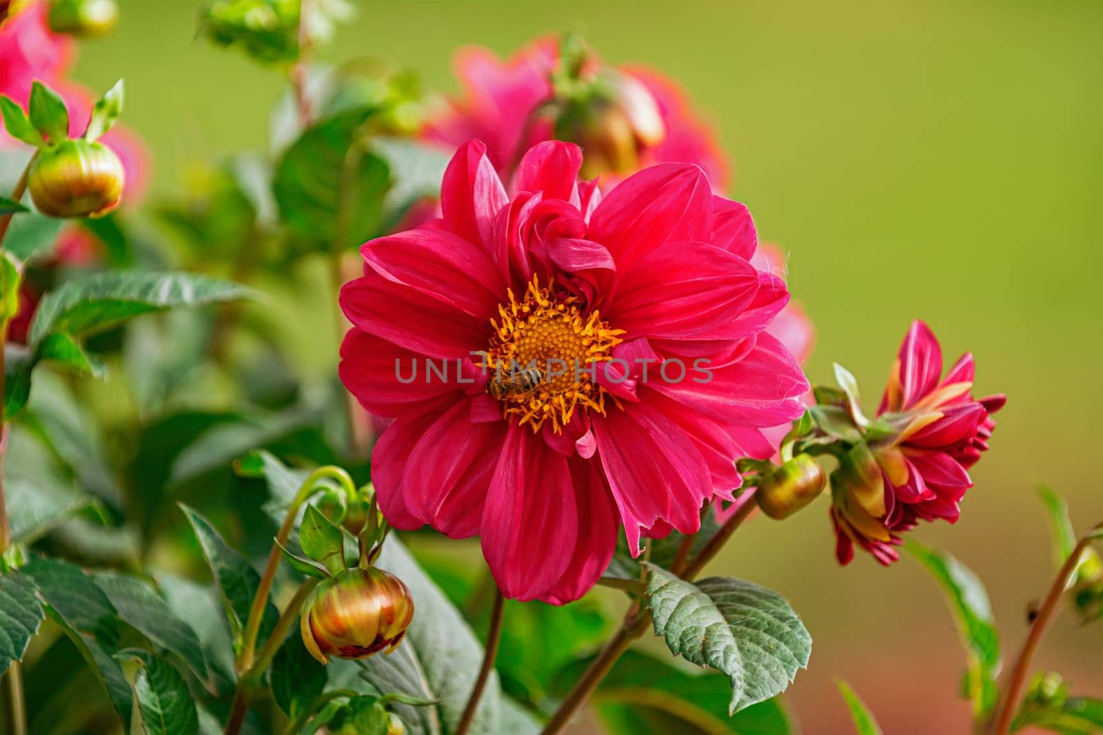 Open red flower of Dahlia