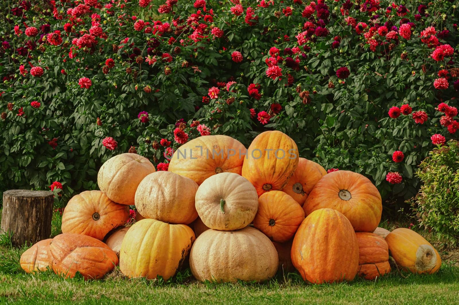 Harvested Crop Pumpkins on the Lawn
