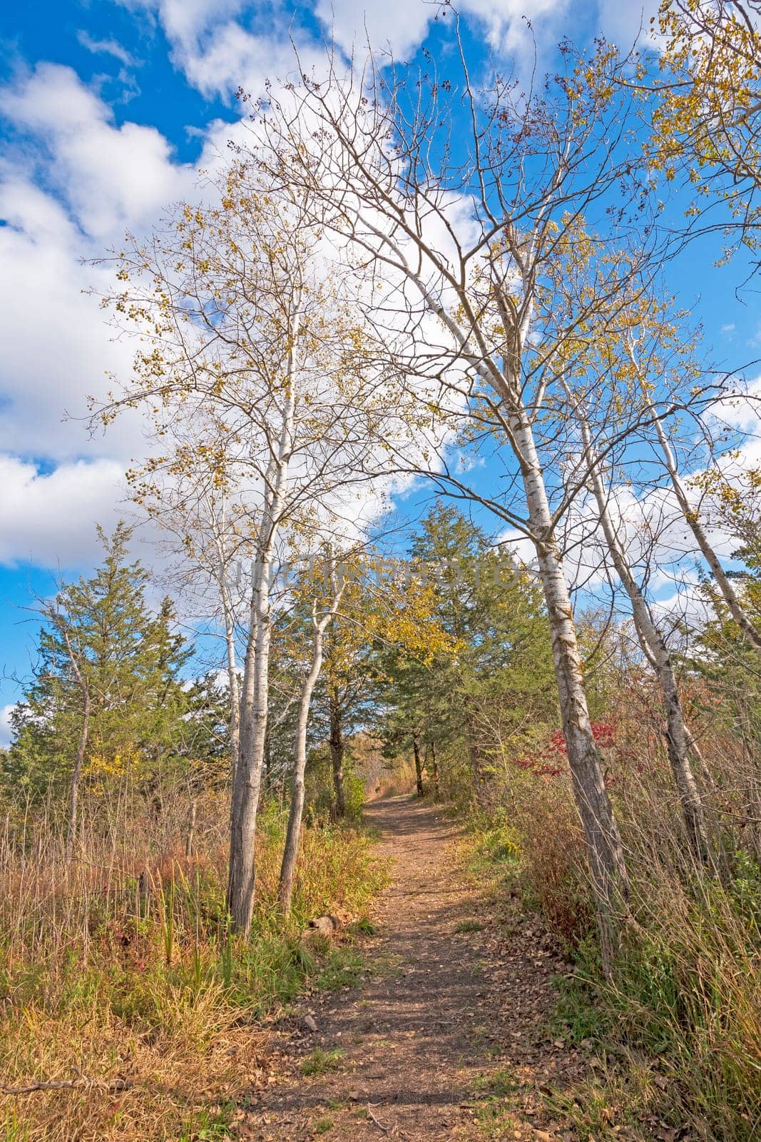 Secluded Path in the Late Fall in Volo Bog State Natural Area in Illinois