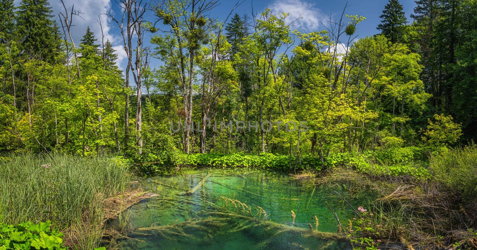 Submerged tree trunks in clean, turquoise pond surrounded by lush green plants and forest. Plitvice Lakes National Park UNESCO World Heritage, Croatia
