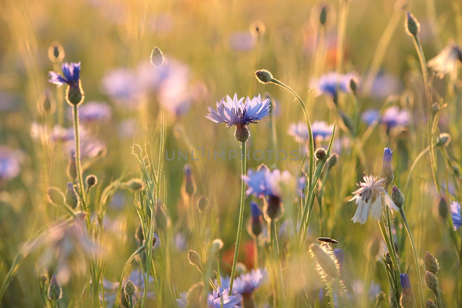 Cornflowers in the field at sunrise