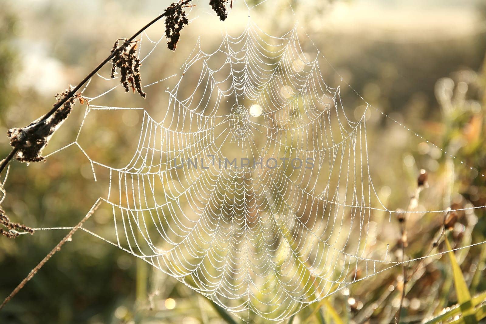 Spider web on a meadow during sunrise