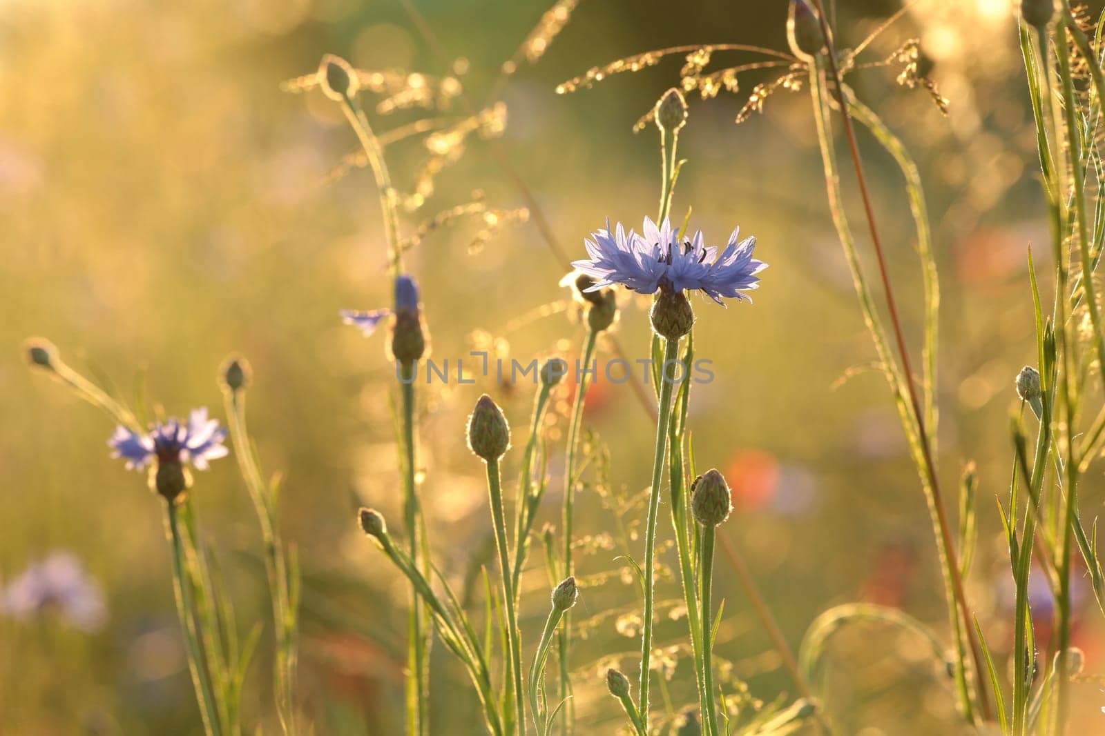 Cornflowers in the field at sunrise