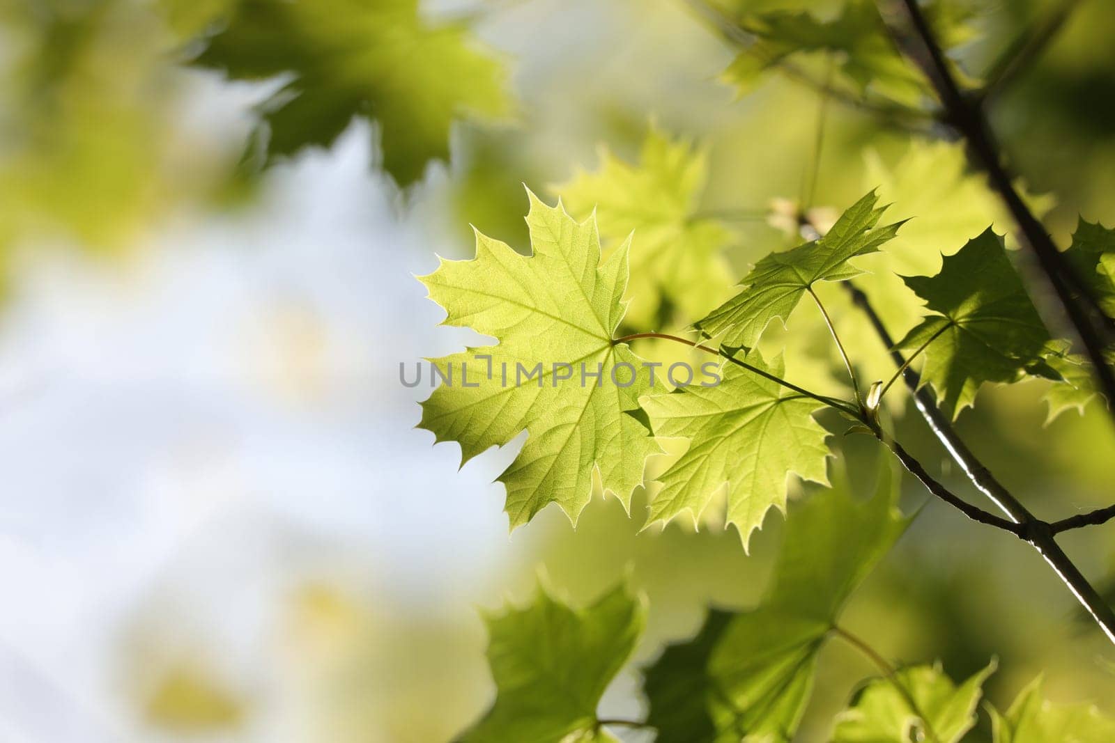 Spring maple leaves in the forest