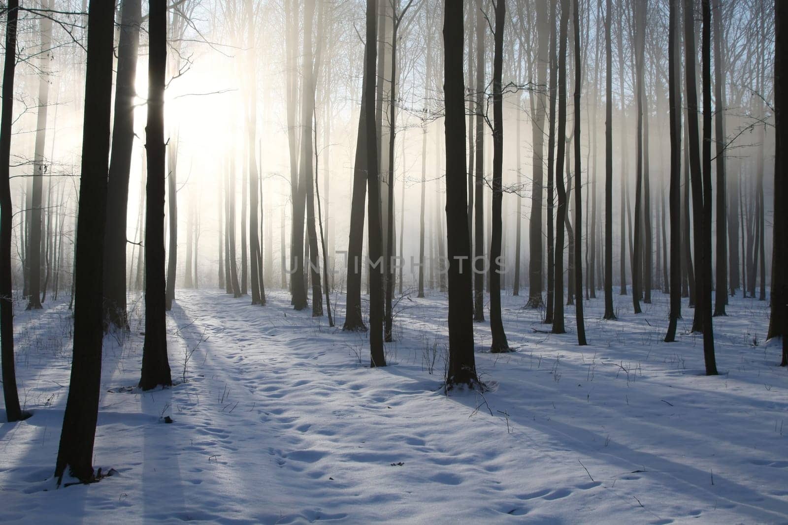Winter deciduous forest on a foggy December's morning