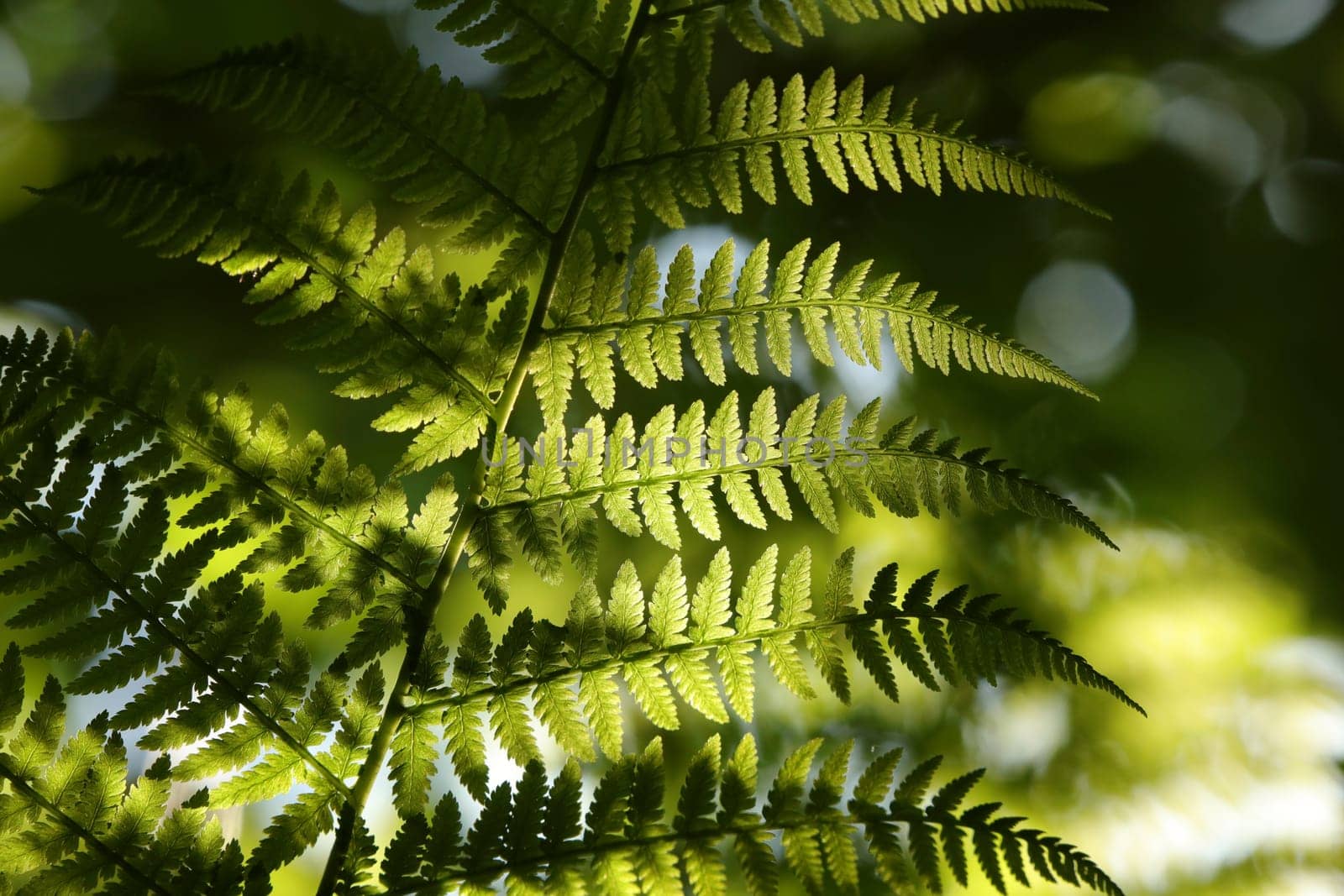 Close-up of Fern in the forest