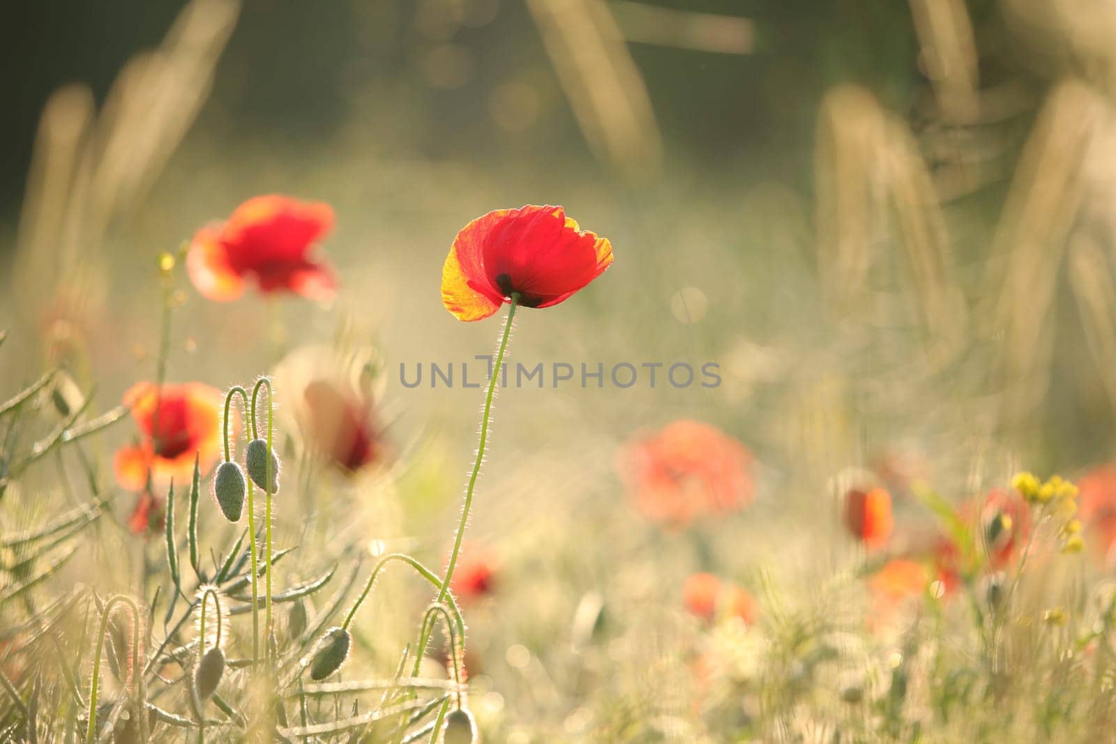 Poppies in the field at sunrise