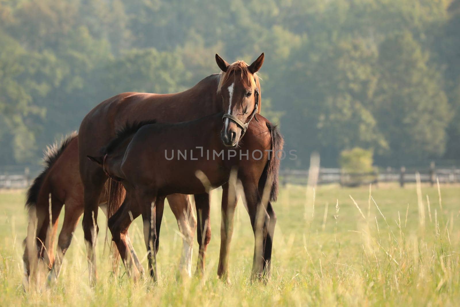 Horses on the background of trees in the morning