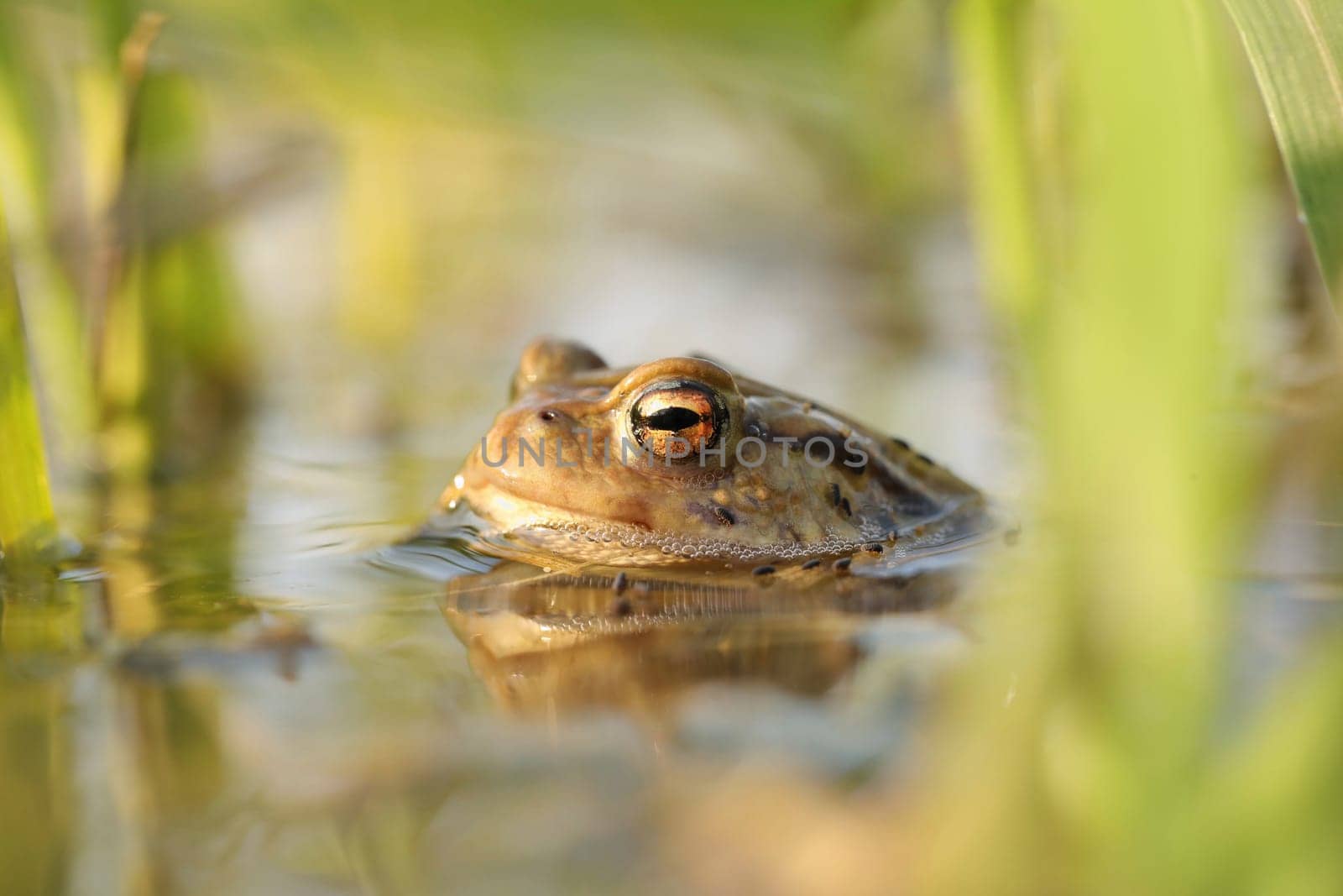 Frog in a pond during mating season
