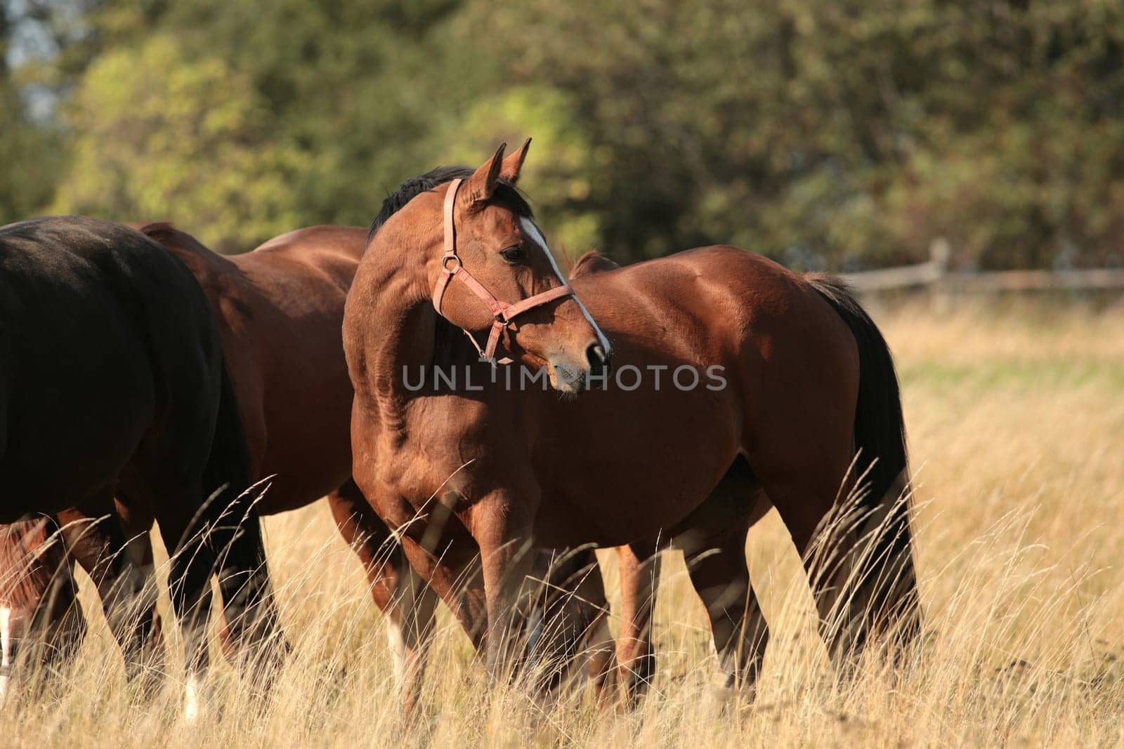 Horses on the background of trees in the morning
