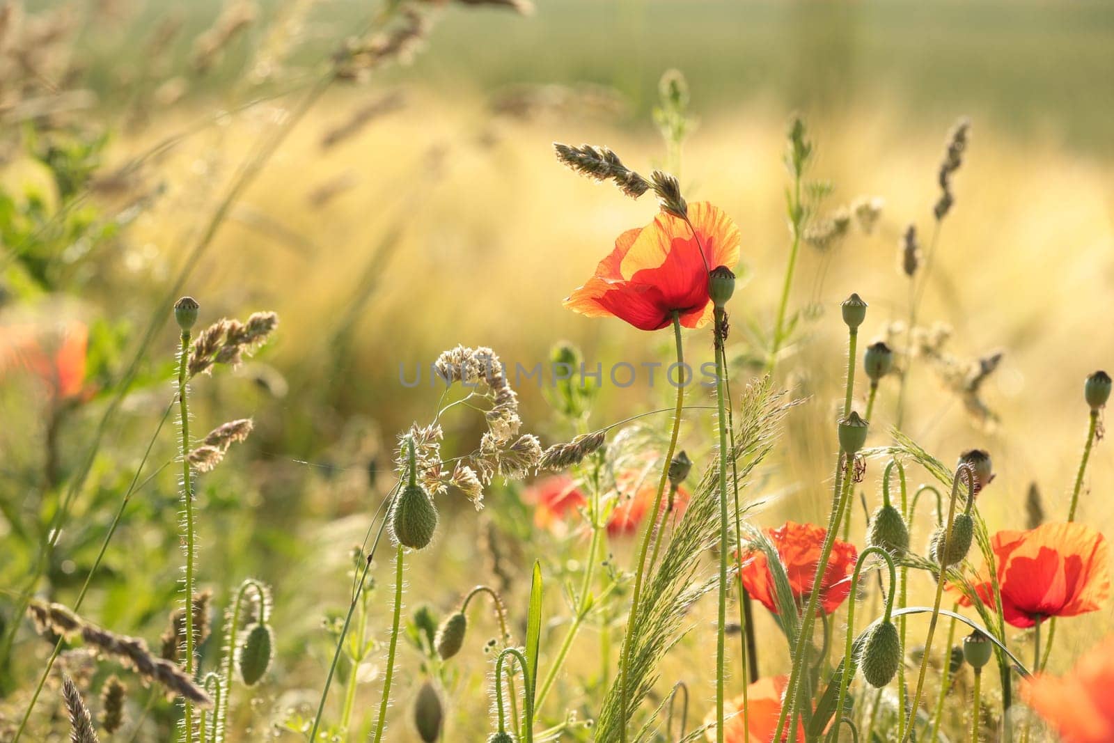 Poppies in the field at sunrise